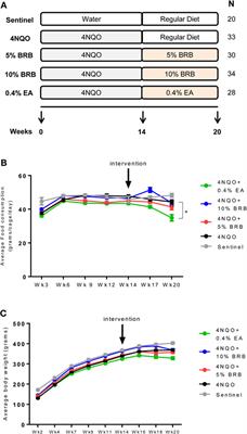 Inhibition of Pro-inflammatory and Anti-apoptotic Biomarkers during Experimental Oral Cancer Chemoprevention by Dietary Black Raspberries